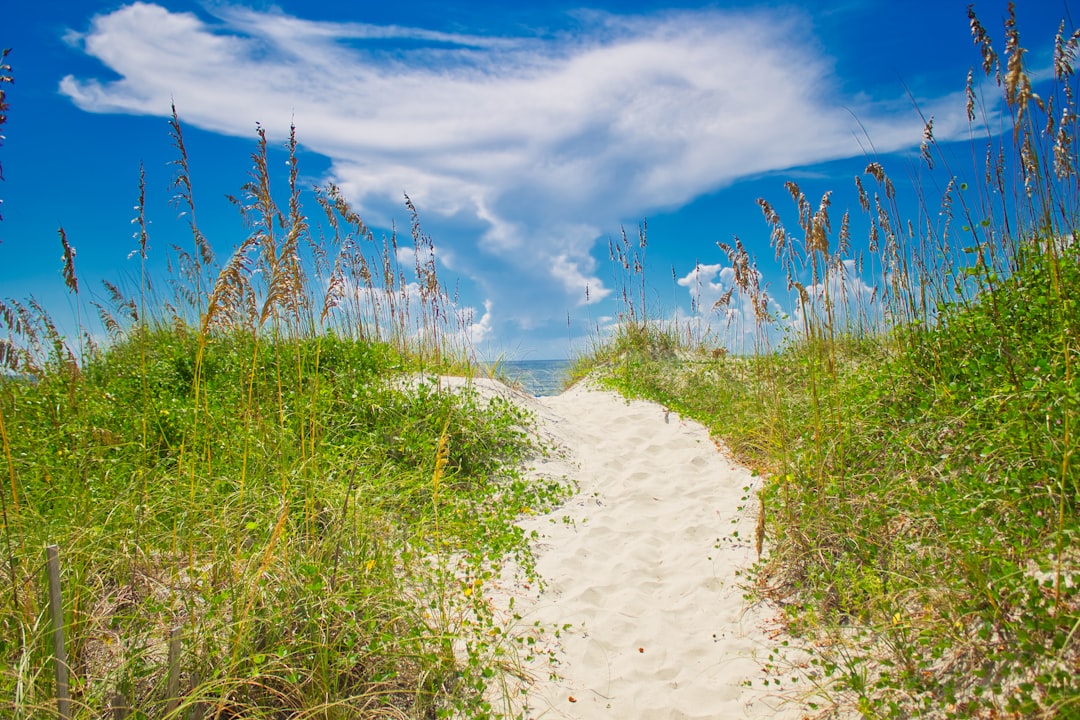 North Carolina coastal marsh near Cape Carteret