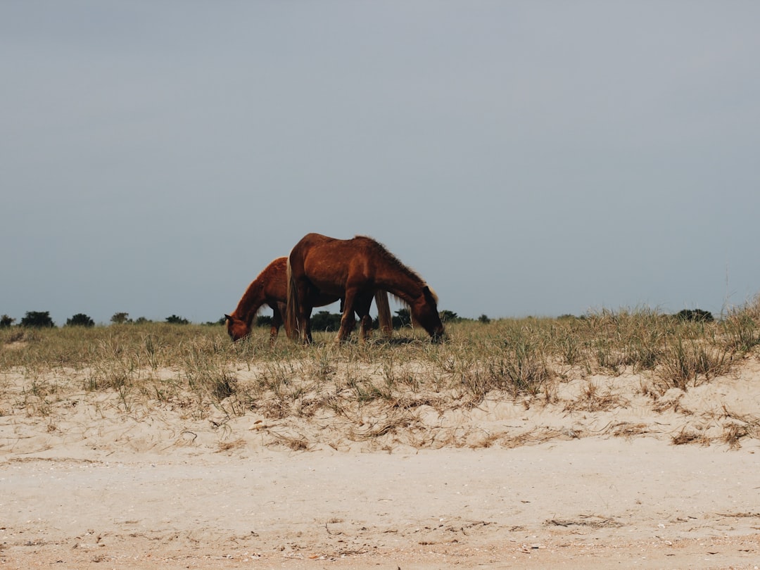 State Resilience Grants for Crystal Coast Property Owners: What Qualifies and How to Apply — Crystal Coast property guide